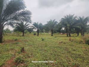 𝗧𝗘𝗥𝗥𝗔𝗜𝗡 𝗔 𝗩𝗘𝗡𝗗𝗥𝗘 𝗔𝗨 𝗕𝗢𝗥𝗗 𝗗𝗨 𝗚𝗢𝗨𝗗𝗥𝗢𝗡